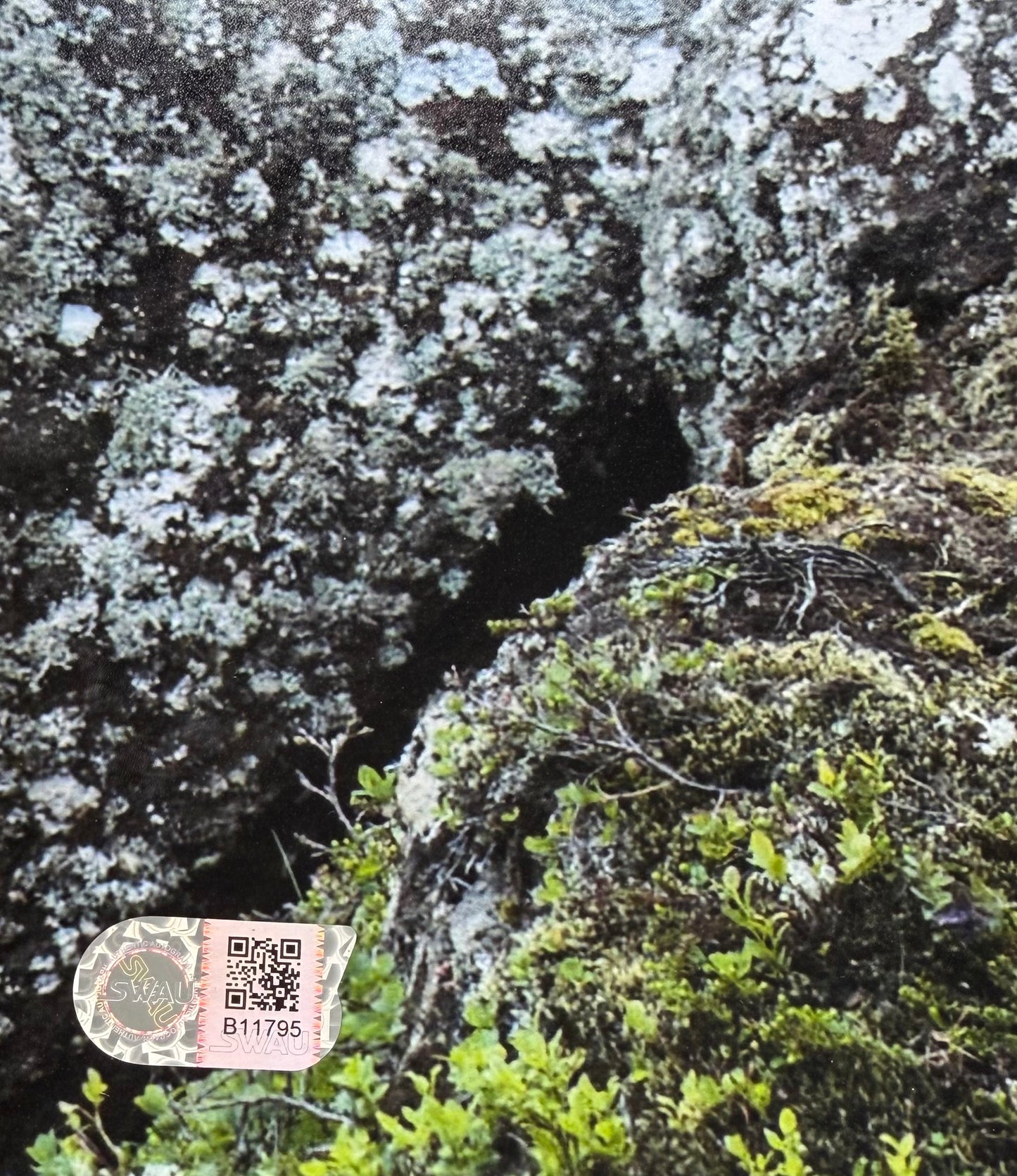 Maisie Williams Signed Game Of Thrones 20x30" Photo - SWAU Witnessed